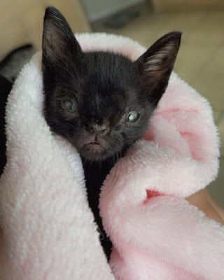 Illustration de l'article : Un chaton atteint d'une malformation faciale et de plusieurs maladies se révèle un courageux battant