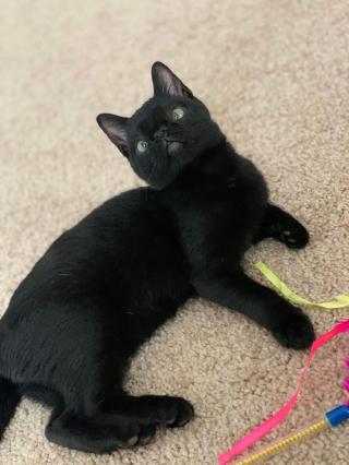 Illustration de l'article : Un chaton atteint d'une malformation faciale et de plusieurs maladies se révèle un courageux battant
