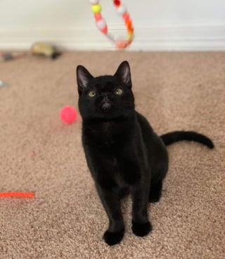 Illustration de l'article : Un chaton atteint d'une malformation faciale et de plusieurs maladies se révèle un courageux battant