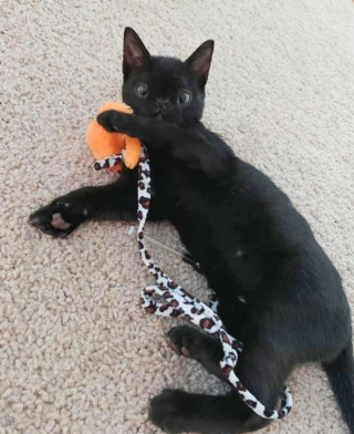 Illustration de l'article : Un chaton atteint d'une malformation faciale et de plusieurs maladies se révèle un courageux battant