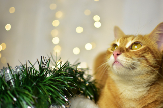 Illustration de l'article : 10 astuces pour préserver votre sapin et vos décorations de Noël des assauts de votre chat