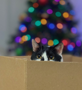 Illustration de l'article : 10 astuces pour préserver votre sapin et vos décorations de Noël des assauts de votre chat
