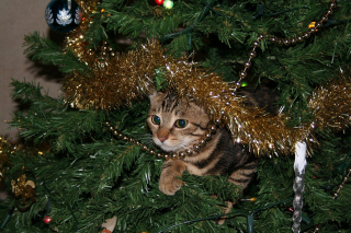 Illustration de l'article : 10 astuces pour préserver votre sapin et vos décorations de Noël des assauts de votre chat