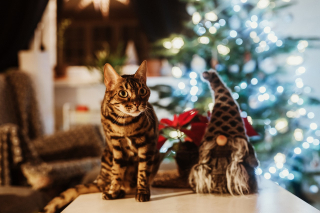 Illustration de l'article : 10 astuces pour préserver votre sapin et vos décorations de Noël des assauts de votre chat