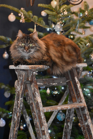 Illustration de l'article : 10 astuces pour préserver votre sapin et vos décorations de Noël des assauts de votre chat