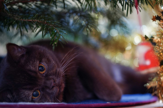 Illustration de l'article : 10 astuces pour préserver votre sapin et vos décorations de Noël des assauts de votre chat