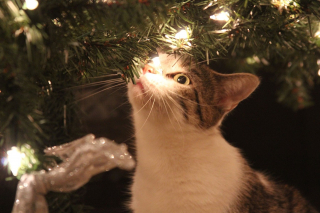 Illustration de l'article : 10 astuces pour préserver votre sapin et vos décorations de Noël des assauts de votre chat