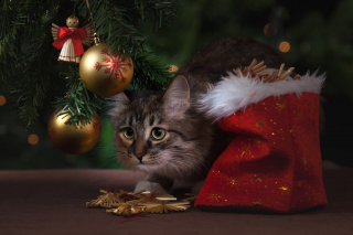 Illustration de l'article : 10 astuces pour préserver votre sapin et vos décorations de Noël des assauts de votre chat