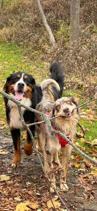 Illustration de l'article : Ces 13 photos d'animaux adorables soigneront tous vos maux !