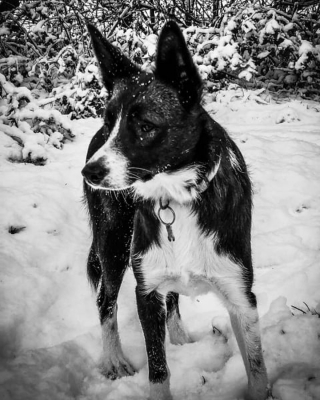 Illustration de l'article : 9 photos de chiens toujours prêts à explorer la nature quelle que soit la saison