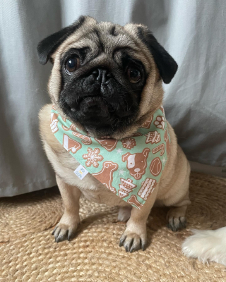 Illustration de l'article : Une nouvelle collection originale de nœuds papillon et de bandanas pour sublimer votre chien le jour de Noël