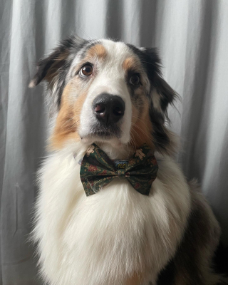 Illustration de l'article : Une nouvelle collection originale de nœuds papillon et de bandanas pour sublimer votre chien le jour de Noël