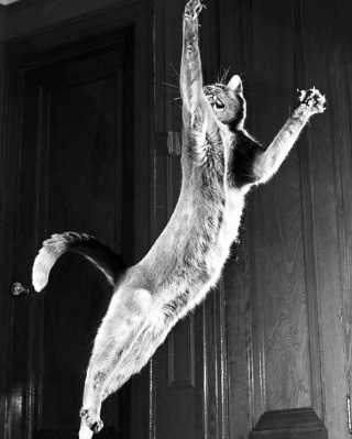 Illustration de l'article : 16 photos vintage immortalisant la beauté des chats