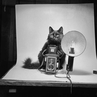 Illustration de l'article : 16 photos vintage immortalisant la beauté des chats