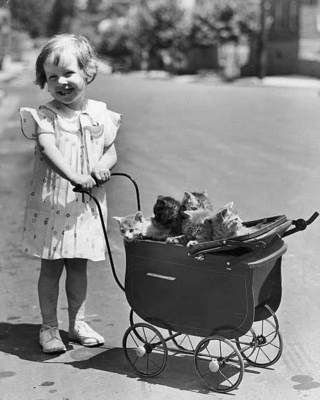 Illustration de l'article : 16 photos vintage immortalisant la beauté des chats