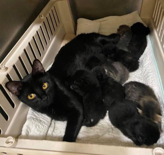 Illustration de l'article : Elle adopte un chaton, puis retourne au refuge récupérer sa mère qui attend depuis 6 mois