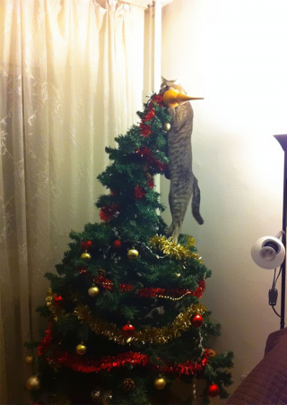 Illustration de l'article : 14 photos d'animaux hilarants qui ne ressentent absolument pas l'esprit de Noël !
