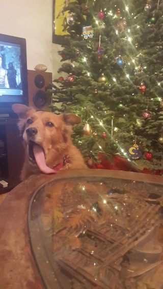 Illustration de l'article : 14 photos d'animaux hilarants qui ne ressentent absolument pas l'esprit de Noël !