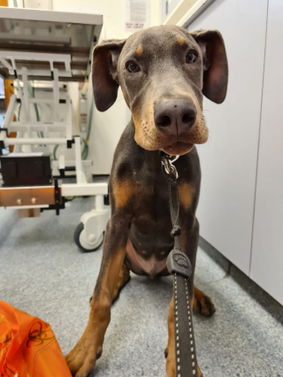 Illustration de l'article : Un chiot sauvé in extremis d'une intoxication au chocolat à cause d'un calendrier de l'Avent