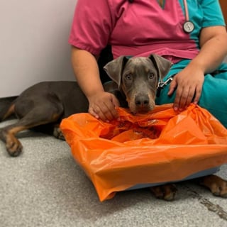 Illustration de l'article : Un chiot sauvé in extremis d'une intoxication au chocolat à cause d'un calendrier de l'Avent