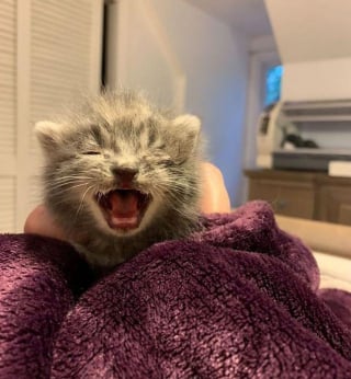 Illustration de l'article : Elle entend ce qu'elle pense être le cri d'un oiseau, mais découvre un chaton en mauvaise santé dans son jardin