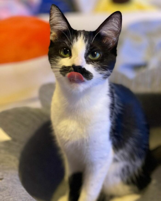 Illustration de l'article : 19 photos d'un chat arborant "une grosse moustache" !