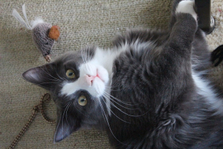 Illustration de l'article : 7 idées de cadeaux de Noël originaux pour votre chat