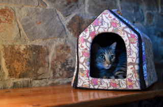 Illustration de l'article : 7 idées de cadeaux de Noël originaux pour votre chat