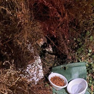 Illustration de l'article : 2 chatons errants sortent des buissons et s'agrippent fermement à leurs sauveteurs dans l'espoir de vivre une vie meilleure