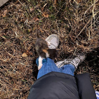 Illustration de l'article : 2 chatons errants sortent des buissons et s'agrippent fermement à leurs sauveteurs dans l'espoir de vivre une vie meilleure