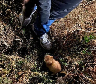 Illustration de l'article : 2 chatons errants sortent des buissons et s'agrippent fermement à leurs sauveteurs dans l'espoir de vivre une vie meilleure