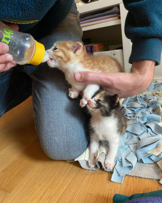Illustration de l'article : 2 chatons errants sortent des buissons et s'agrippent fermement à leurs sauveteurs dans l'espoir de vivre une vie meilleure
