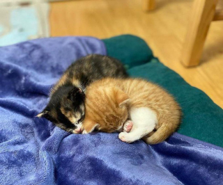 Illustration de l'article : 2 chatons errants sortent des buissons et s'agrippent fermement à leurs sauveteurs dans l'espoir de vivre une vie meilleure
