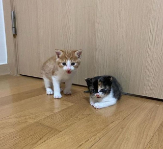 Illustration de l'article : 2 chatons errants sortent des buissons et s'agrippent fermement à leurs sauveteurs dans l'espoir de vivre une vie meilleure