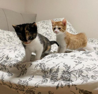 Illustration de l'article : 2 chatons errants sortent des buissons et s'agrippent fermement à leurs sauveteurs dans l'espoir de vivre une vie meilleure