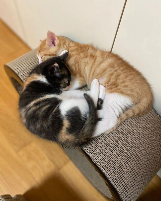 Illustration de l'article : 2 chatons errants sortent des buissons et s'agrippent fermement à leurs sauveteurs dans l'espoir de vivre une vie meilleure