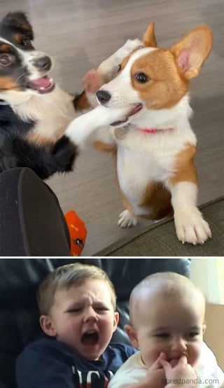 Illustration de l'article : 20 photos insolites de chiens et de leurs sosies