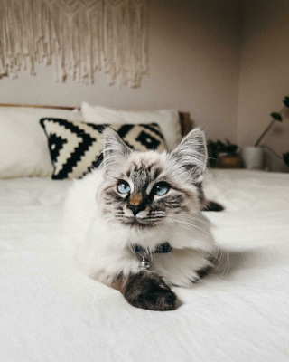 Illustration de l'article : 20 photos adorables racontant le sauvetage et l'adoption d'un animal