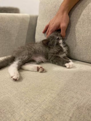 Illustration de l'article : 20 photos adorables racontant le sauvetage et l'adoption d'un animal