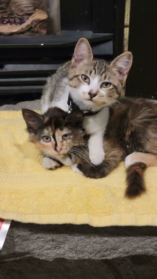 Illustration de l'article : 20 photos adorables racontant le sauvetage et l'adoption d'un animal