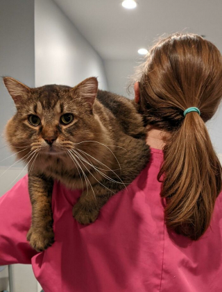 Illustration de l'article : 20 photos adorables racontant le sauvetage et l'adoption d'un animal