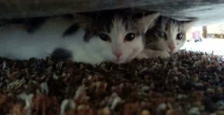 Illustration de l'article : 20 photos adorables racontant le sauvetage et l'adoption d'un animal