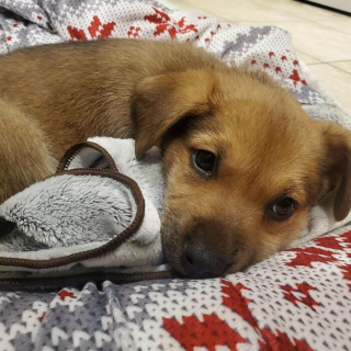 Illustration de l'article : 20 photos adorables racontant le sauvetage et l'adoption d'un animal