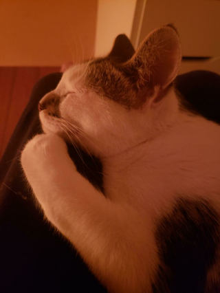 Illustration de l'article : 20 photos adorables racontant le sauvetage et l'adoption d'un animal