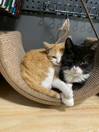 Illustration de l'article : 20 photos adorables racontant le sauvetage et l'adoption d'un animal
