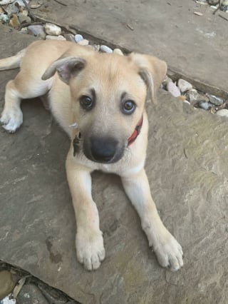 Illustration de l'article : 20 photos adorables racontant le sauvetage et l'adoption d'un animal