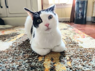 Illustration de l'article : 20 photos adorables racontant le sauvetage et l'adoption d'un animal