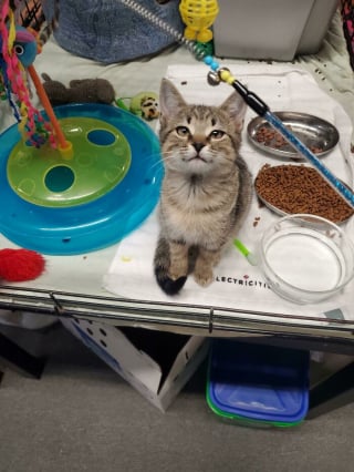 Illustration de l'article : 20 photos adorables racontant le sauvetage et l'adoption d'un animal