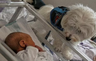 Illustration de l'article : Une femme de 24 ans est la première au Royaume-Uni à avoir accouché à l'hôpital avec son chien d'assistance 