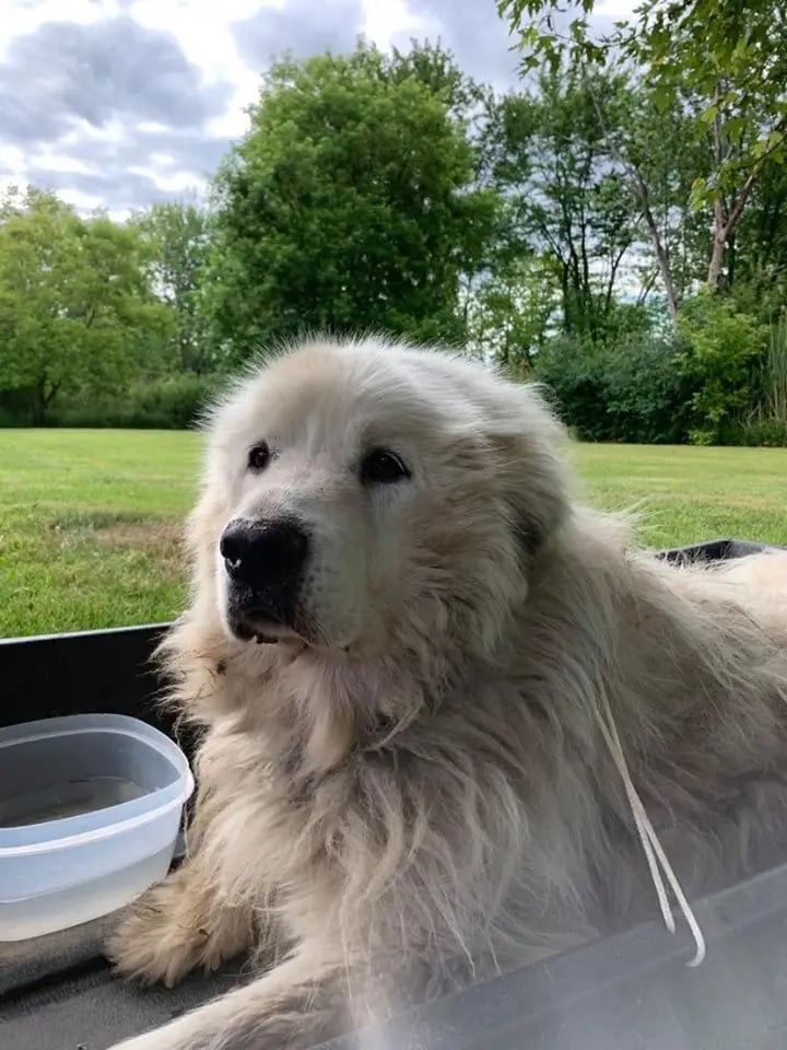 Illustration de l'article : Un chien âgé découvert ligoté dans un traîneau et avec une note déchirante devant la porte d'un refuge 